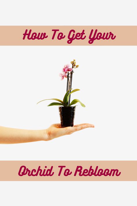 Mini Orchid Care, Orchid Rebloom, Mini Orchids, Baby Orchid, Miniature Orchids, Vegetable Garden Raised Beds, Types Of Orchids, Moth Orchid, Orchids Garden