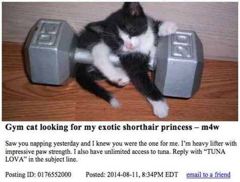 The Best Of Catslist's Missed Cat-Nections Gym Cat Pfp, Cat With Muscles, Cat Lifting Weights, Second Chance At Love, Earth Tattoo, Cat Gym, Dog Jokes, Kinds Of Cats, Quality Memes