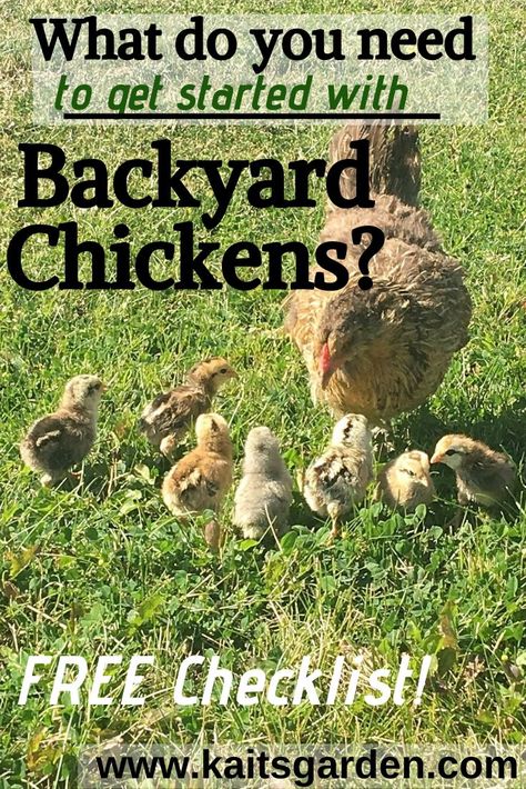 What do you need to get started with backyard chickens? Get the free printable checklist at www.kaitsgarden.com! (and no, you don't have to give away your email to get the checklist!) Raising Turkeys, Chicken Flock, Egg Laying Chickens, Urban Chickens, Laying Hens, Raising Backyard Chickens, Keeping Chickens, Building A Chicken Coop, Chicken Diy