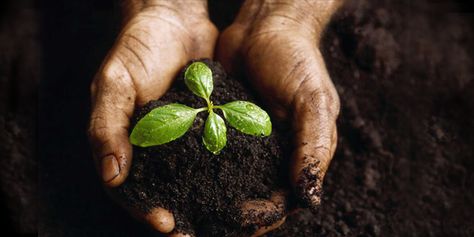 34 Unique Memorial Service Ideas: Give out memorial tree seedlings for attendees to plant in honor of your loved one. This is a beautiful gesture in celebration of life, and of your loved one’s life in particular. You’ll hear from guests about how and where they planted their tree, and it is encouraging to know that a memory lives on. Garden Soil, Back To Nature, Grow Your Own, Permaculture, Better Homes And Gardens, Sustainable Living, Earth Day, Organic Gardening, Gardening Tips