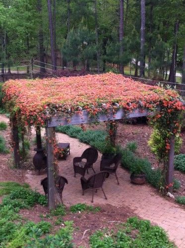 In my dreams! Tangerine Beauty Crossvine, Vines Ideas, Fresh Home Decor, Evergreen Vines, Pergola Attached To House, Garden Vines, School Garden, Pergola Plans, Kew Gardens