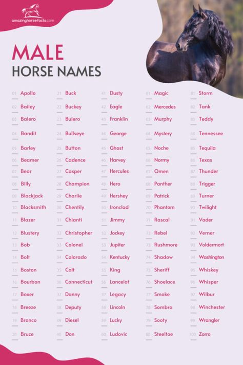 Horse Names Female, Beautiful Horse Names, Female Horse Names List, Star Stable Name Ideas, Cute Names For Horses, Good Horse Names, Sso Horse Names, Cool Horse Names, Gelding Horse Names