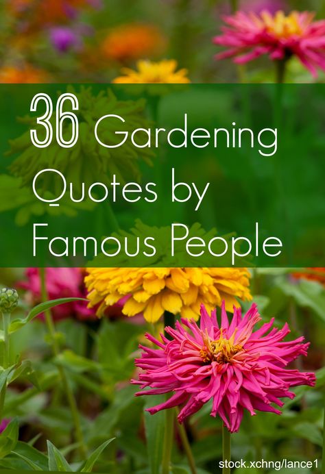 Garden Quotes: Best Gardening Quotes by Famous People | INSTALL-IT-DIRECT Gardening Quotes Inspirational, Furniture Top View, Garden Quotes Signs, Funny Vine, Gardening Quotes, Famous Gardens, Video Garden, Garden Quotes, Dry Creek