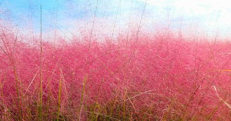 Red Fountain Grass, Ming Fern, Pink Muhly, Canna Flower, Autumn In Korea, Low Water Plants, Pink Grass, Florida Plants, Globe Amaranth