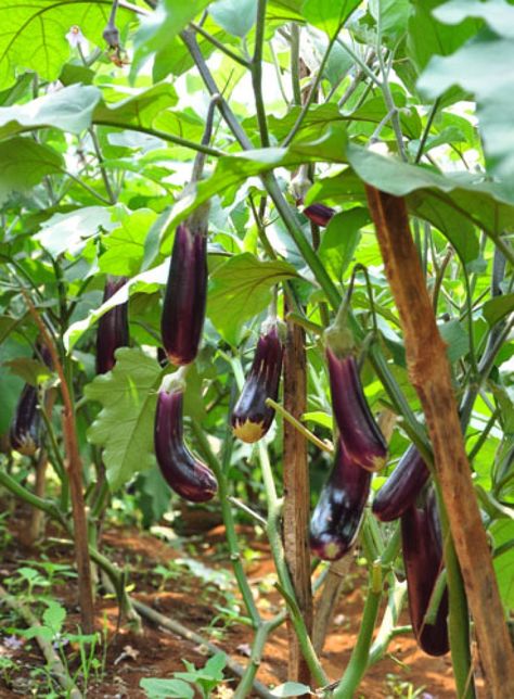 Eggplant can plant in the garden or farm. The eggplant season in Viet Nam from December last year to April next year. Eggplant, In The Garden, The Garden, Vitamins, Canning, Plants