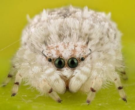 Wooly Jumping Spider -  This is not a spider in sheep’s clothing it really is a wooly jumping spider called “Little Miracle.” She is a tiny 3mm and cute as a spider ever could be! Tiger Siberian, White Lions, Spider Species, Cats White, Big Spiders, Tiger Cubs, White Tigers, Spider Costume, Halloween Spider Decorations