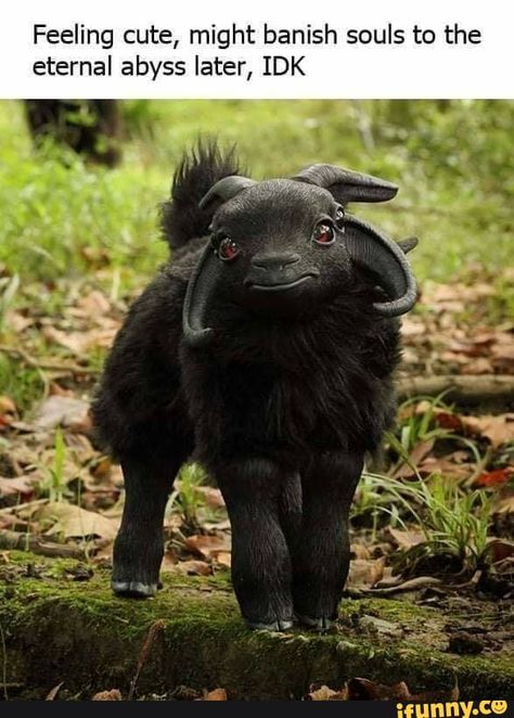 Spooky Memes, Black Sheep, Animal Jokes, Cute Funny Animals, Popular Memes, Funny Animals, Sheep, Funny Pictures, Funny Memes