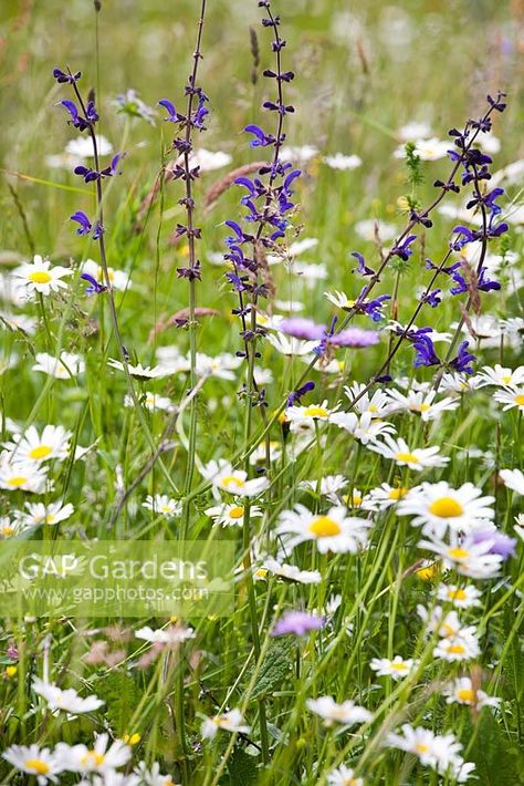 Salvia pratensis, Meadow Clary and Leucanthemum vulgare in meadow Salvia Pratensis, Naturalistic Garden, Prairie Planting, Garden Hedges, Wild Flower Meadow, Meadow Garden, Christmas Garden, Wildflower Garden, Farm Theme