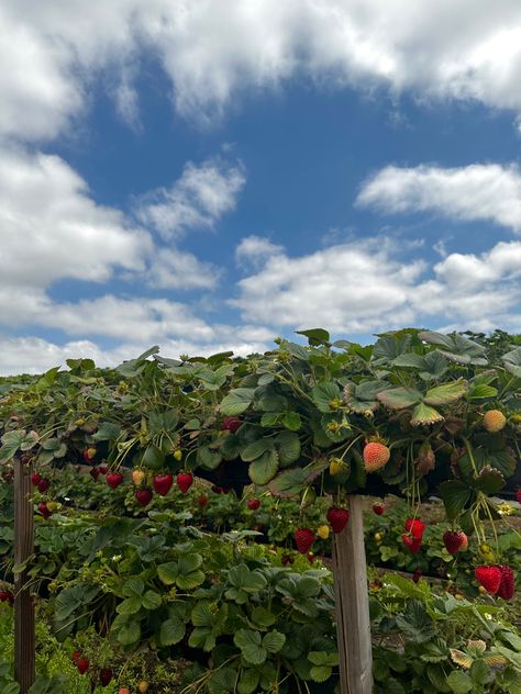 #strawberries #strawberry #farm #fruit #aesthetic #cottagecore Strawberry Bush Aesthetic, Berry Field Aesthetic, Strawberry Patch Aesthetic, Fruit Farm Aesthetic, Strawberry Field Aesthetic, Strawberry Farm Aesthetic, Strawberry Garden Aesthetic, Strawberry Orchard, Strawberry Fields Aesthetic