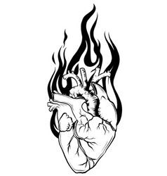 Real biology human heart red Royalty Free Vector Image Anatomical Heart On Fire Tattoo, Fire Heart Tattoo, Heart On Fire Tattoo, Tog Tattoo, Human Heart Tattoo, Biology Drawing, Anatomically Correct Heart, Heart Organ, Japanese Tiger Tattoo