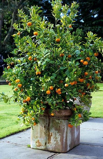 Eye For Design: The Old World Charm Of Potted Citrus Trees......Indoors And Out French Garden Design, Entertaining Deck, Tattoo Plant, Green Gardens, Container Planting, Container Garden Design, Potted Plants Outdoor, Tropical Landscape, Citrus Trees