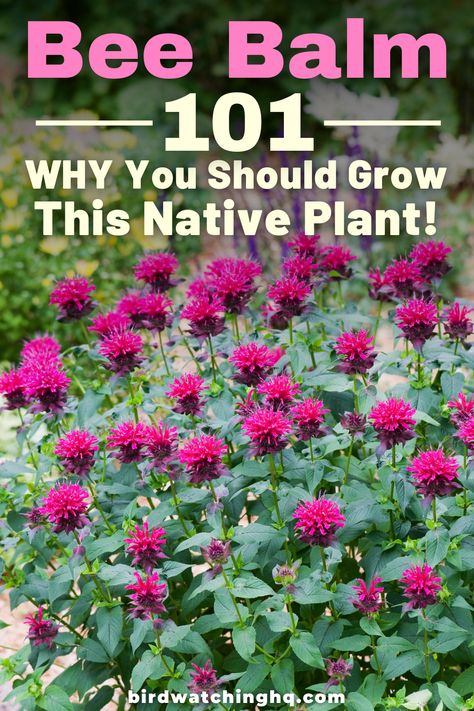 Bee Balm Plant, Bee Balm Flower, Native Plant Landscape, Bee Friendly Plants, Plant Landscape, Bee Friendly Garden, Pollinator Plants, Native Plant Gardening, Hummingbird Garden