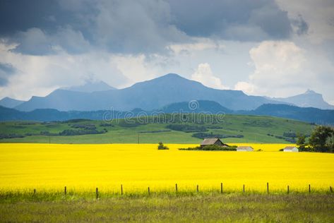 House In Field, Landscape Photo Wall, Farm Scene Painting, Photograph Landscape, Farmhouse Colorful, Canola Field, Cabin Farmhouse, Art Photography Portrait, Fine Art Landscape Photography