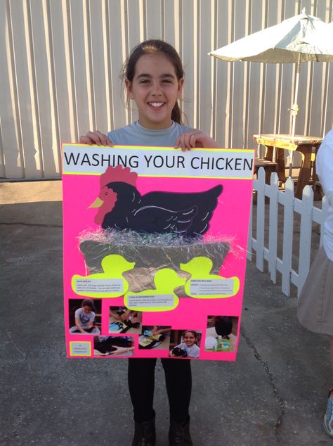 4h Chicken Poster Ideas, Chicken Science Fair Projects, 4-h Poster Ideas, 4h Crafts, 4h Fair, 4 H Clover, 4h Projects, Chicken Poster, Country Day School