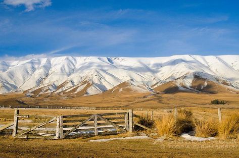 Farm gates and tussock with snow covered Hawkduns behind, Central Otago, New Zealand Nz Landscape, Farm Gates, Hiking New Zealand, New Zealand Country, Magic Photography, North Island New Zealand, Hawkes Bay, Desert Road, Central Otago