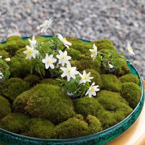 Moss Planter, Stand Feria, Hanging Terrarium, Moss Decor, Indoor Vegetable Gardening, Moss Terrarium, Spring Decorations, Moss Garden, Deco Originale