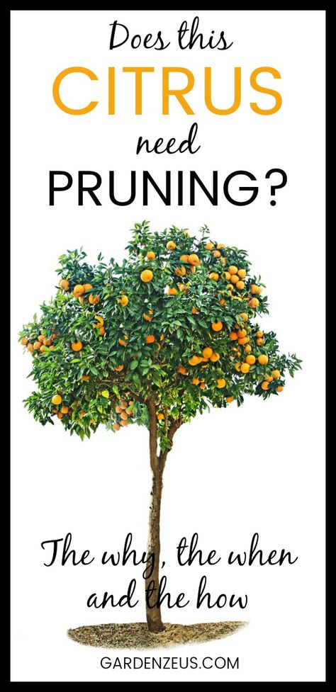 Prune young citrus trees for structure and form; prune mature citrus trees to maintain tree size and health and to produce young wood for fruiting. #pruning #citrus #oranges #lemons #fruit #gardening Lemon Tree Pruning, Citrus Tree Care, Pruning A Lemon Tree, Mandarin Orange Tree, Pruning Citrus Trees, Pruning Lemon Trees, Citrus Trees Landscape, Citrus Trees In Pots, Prune Lemon Tree