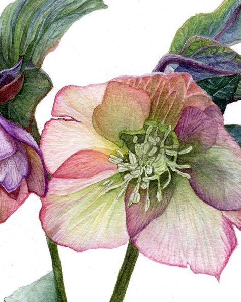 Hellebores Flower Drawing, Hellebore Watercolor Painting, Hellebores Flower, Flower Watercolor Paintings, Rose Watercolor Painting, Lenten Rose, Spring Watercolor, Rose Watercolor, Painting Spring