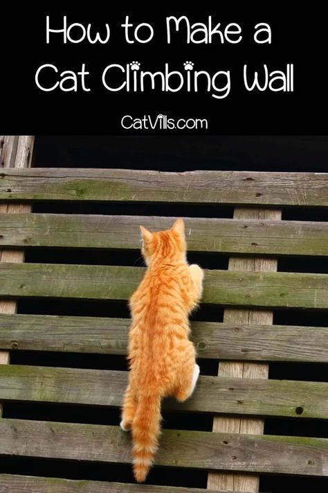 5 Best Climbing Walls for Cats (2023 Review) Cat Foster Room Ideas, Diy Outdoor Cat Tree, Cat Ladders Outdoor, Cat Hacks Indoor, Cat Ladder Diy, Cat Climbing Wall Diy, Cat Shelves Diy Climbing Wall, Cat Enrichment Ideas, Diy Cat Wall Shelves