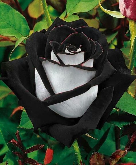 The black roses are found in a region in Turkey called "Halfatty" . They are very rare . This type has two colors, an even rarer thing! Black Rose Flower, Tanaman Pot, Rose Belle, Rare Roses, White Rose Flower, Plantas Bonsai, Bonsai Flower, Rose Seeds, Black Garden