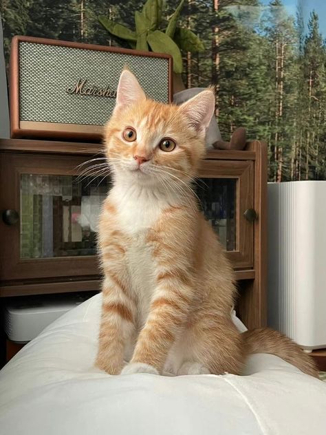 Söt Katt, Cute Cat Wallpaper, Cute Cats Photos, Orange Cats, Pretty Animals, Ginger Cats, Cat Aesthetic, Cat Wallpaper, Cute Kittens