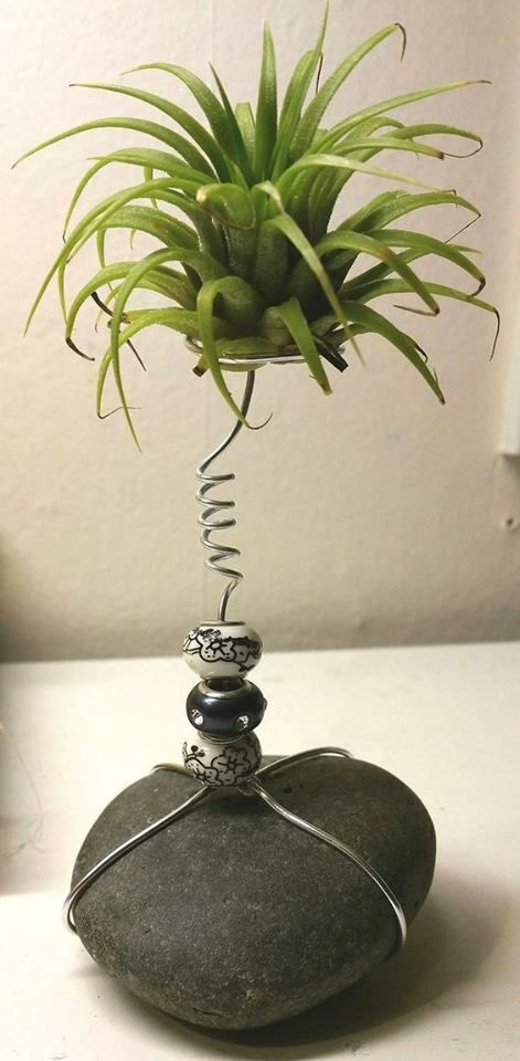 Air Plant Display Ideas, Air Plants Diy, Air Plant Garden, Plant Display Ideas, Air Plants Decor, نباتات منزلية, Air Plant Display, Plant Display, Air Plant Holder