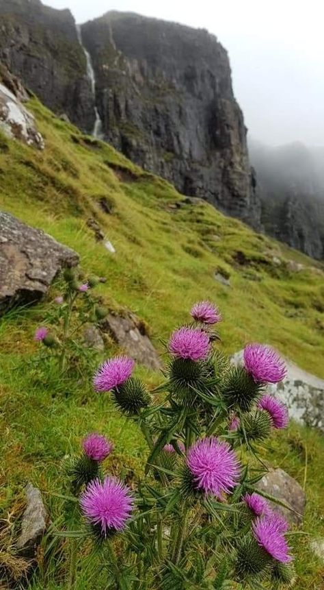 Flower Of Scotland, Scotland Forever, Scottish Culture, Scotland Highlands, Scottish Landscape, Scottish Thistle, Scotland Travel, Scottish Heritage, Skin Art