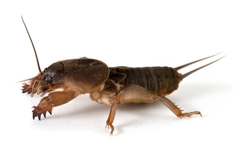 Mole cricket | www.macropoulos.com Mole cricket (Gryllotalpa… | Flickr Insect Legs, Mole Cricket, Building Reference, Rice Field, Reference Pics, Healthy Lawn, Creepy Crawlies, Arthropods, Arachnids