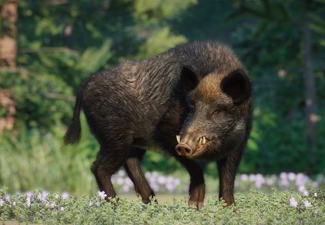 The Wild Boar (Sus scrofa) is a large Eurasian ungulate featured in the Eurasia Animal Pack DLC for Planet Zoo. Population In Wild: Unknown The wild boar (or Sus scrofa), also known as the Eurasian wild pig, is a pig native throughout the temperate regions of Eurasia, as well as Mediterranean Northern Africa, Asian deserts and shrublands, and tropical rainforests and grasslands of Southeast Asia. It has also been introduced to North and South America and Oceania. Due to its wide distribution ... Pig Hunting Australia, Boar Aesthetic, Boar Animal, Wild Boar Piglet, Melanie Dickerson, Pig Aesthetic, Revenge Art, Boar Tattoo, Aesthetic Wildlife