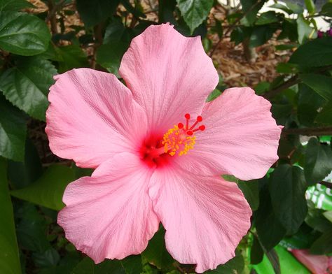 Fav Flower, Pink Hibiscus Flower, Hawaii Flowers, Flower Gift Ideas, Pink Hibiscus, Nothing But Flowers, Outdoor Flowers, Pink And White Flowers, Flower Therapy