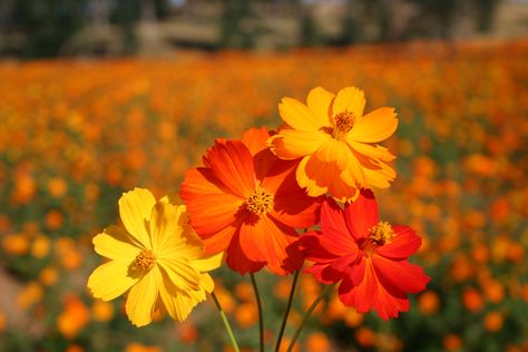 Cosmo Flowers, Yellow Hues, Cosmos Flowers, Summer Sunshine, Flowers Summer, How To Attract Birds, Annual Flowers, Kids Area, Organic Seeds