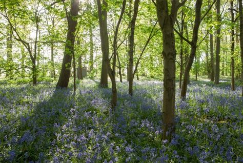 Woodland Meadow, Meadow Wedding, Sporting Clays, Festival Bride, Wildflower Meadow, Winter Sun, Festival Wedding, Master Plan, Dream Wardrobe