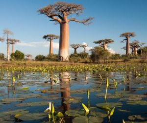 Crooked Forest, Madagascar Travel, Santa Helena, Sequoia Tree, Socotra, Baobab Tree, Sequoia National Park, Sierra Nevada, Beautiful Tree