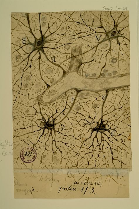 Cell Biology Notes, Microscope Art, Andreas Vesalius, Biology Drawing, Science Cells, Brain Images, Cells And Tissues, Biology Art, Cell Biology