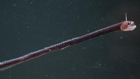 Pacific blackdragon Scary Sea Creatures, Deep Sea Life, Fishing Photography, Salt Water Fishing, Monterey Bay Aquarium, Deep Sea Creatures, Angler Fish, Water Life, Deep Sea Fishing