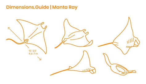 Manta Ray Fine Line Tattoo, Manta Ray Line Art, Mantra Ray Tattoo, Mantaray Tattoo Simple, Simple Manta Ray Tattoo, Manta Ray Embroidery, Manta Ray Outline, Sting Ray Tattoo Simple, Ray Tattoo Design