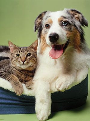 Decoding body language of your cat and dog .... so cute. Image Chat, Dog People, Dog Eyes, Pet Hacks, Cat People, Cat Care, Animal Rights, Love Pet, Body Language