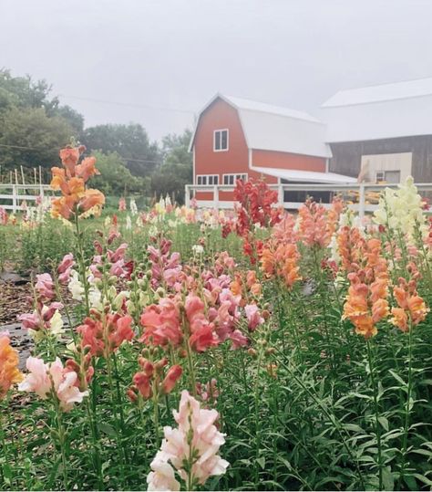 Farm Flower Garden, U Pick Flower Farm Ideas, U Pick Flower Farm, You Pick Flower Farm, Flower Farm Aesthetic, Farm Astethic, Flower Farm Layout, Snapdragon Garden, Small Flower Farm