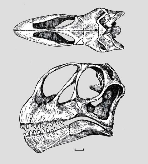 Dinosaur Diagram, Brachiosaurus Skull, Dino Skeleton, Bone Drawing, Marine Reptiles, Dinosaur Skeletons, Dinosaur Skeleton, Paleo Art, Dinosaur Fossils