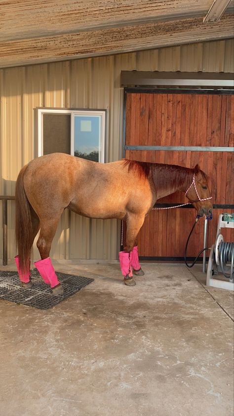 Western Horse Riding, Western Pleasure Horses, Rodeo Horses, Western Life, Western Pleasure, Horse Aesthetic, Dressage Horses, Chestnut Horse, Western Horse