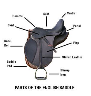 English Horse Tack, I Love Horses, Horse Back Riding, Diy Horse, Horse Facts, Equine Therapy, Saddle Fitting, Horse Riding Tips, Horse Camp