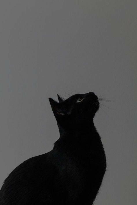 A Black Cat, A Black, The Sky, Black Cat, Black