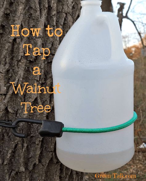 Learn how to tap a walnut tree with my step by step instructions. Maple trees are not the only tree you can tap. 6a Gardening, Making Syrup, Walnut Syrup, Tree Tapping, Tapping Maple Trees, Survival Projects, Black Walnut Tree, Nut Trees, Recycling Information