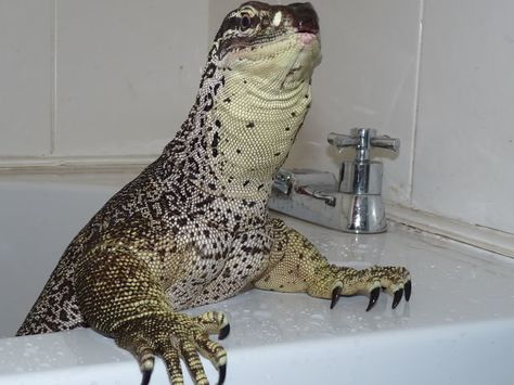 Tegu and Monitor pics, whether LARGE or small - Page 7 - Reptile Forums Argus Monitor, Tegu Lizard, Big Lizard, Large Lizards, Water Monitor, Cute Lizard, Reptile Room, Monitor Lizard, Cute Reptiles