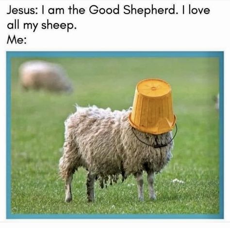 Funny Sheep, Christian Jokes, Bible Humor, Sheep And Lamb, A Sheep, The Good Shepherd, Christian Humor, Christian Memes, In The Middle