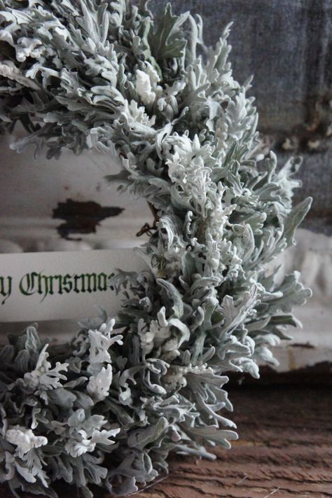 * Dusty Miller wreath http://www.deuxr2011.com/ Dried Dusty Miller, Dusty Miller Wreath, Sage Wreath, Living Wreath, Dried Wreath, Grey Christmas, Pretty Wreath, Christmas Interiors, Dusty Miller