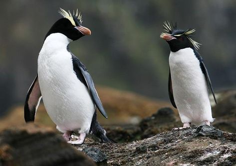 Penguin Facts, Remote Locations, Facts For Kids, Lord God, Shorebirds, Cute Penguins, Sea Birds, To Miss, Habitat