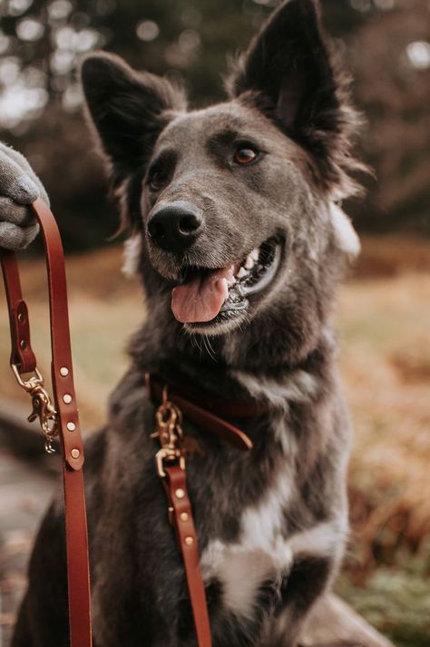 Handmade Leather Dog Collar & Leash Dog Leash Product Photography, Dog Collar Photography, Biothane Dog Leash, Leather Product Photography, Chocolate Brunette, Dog Reference, Dog Lifestyle, Handmade Leather Dog Collar, Green Dog Collar