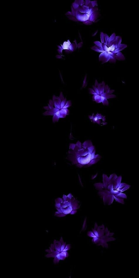 Black And Purple Wallpaper, Purple Aesthetic Background, Dark Purple Wallpaper, Purple Flowers Wallpaper, Aesthetic Wallpaper Iphone, Flowers Photography Wallpaper, Flowery Wallpaper, Dark Phone Wallpapers, Anime Backgrounds Wallpapers