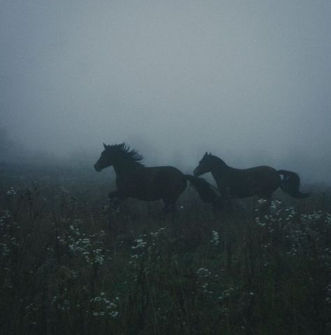 Wild Horses Aesthetic, Wild Horse Aesthetic, Seer Aesthetic, Wallpaper Romantic, Dark Naturalism, Horse Aesthetic, Black Horses, Dark Nature Aesthetic, Pretty Animals